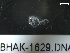  ( - BHAK-1629)  @11 [ ] 