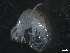  ( - BHAK-1680)  @11 [ ] 