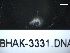  (Americorophium brevis - BHAK-3331)  @11 [ ] 