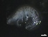  ( - BHAK-3331)  @11 [ ] 
