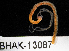  (Magelona berkeleyi - BHAK-13087)  @11 [ ] CreativeCommons Attribution Non-Commercial No Derivatives (2024) Matt Lemay Hakai Institute