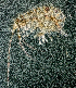  ( - BHAK-13607)  @11 [ ] CreativeCommons Attribution Non-Commercial No Derivatives (2024) Matt Lemay Hakai Institute