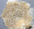  ( - BHAK-1450_3)  @11 [ ] CreativeCommons Attribution Non-Commercial No Derivatives (2019) Gustav Paulay Florida Museum of Natural History