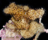  ( - BHAK3462_3)  @11 [ ] CreativeCommons Attribution Non-Commercial No Derivatives (2019) Gustav Paulay Florida Museum of Natural History
