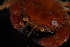  ( - BHAK-11313)  @11 [ ] CreativeCommons Attribution Non-Commercial No Derivatives (2021) Matt Lemay Hakai Institute