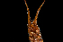  ( - BHAK-11528)  @11 [ ] CreativeCommons Attribution Non-Commercial No Derivatives (2022) Matt Lemay Hakai Institute