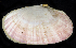  ( - BHAK3124)  @11 [ ] CreativeCommons Attribution Non-Commercial No Derivatives (2021) Gustav Paulay Florida Museum of Natural History