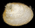  ( - BHAK1539)  @11 [ ] CreativeCommons Attribution Non-Commercial No Derivatives (2021) Gustav Paulay Florida Museum of Natural History