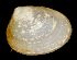  ( - BHAK1540)  @11 [ ] CreativeCommons Attribution Non-Commercial No Derivatives (2021) Gustav Paulay Florida Museum of Natural History