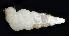  ( - BHAK-06770_2)  @11 [ ] CreativeCommons Attribution Non-Commercial No Derivatives (2018) Gustav Paulay Florida Museum of Natural History