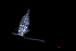  ( - ZHAK-02297-FCBB)  @11 [ ] CreativeCommons Attribution Non-Commercial No Derivatives (2022) Matt Lemay Hakai Institute
