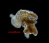  (Tenellia adspersa - ZHAK-02520-FCBB)  @11 [ ] CreativeCommons Attribution Non-Commercial No Derivatives (2022) Matt Lemay Hakai Institute