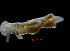  ( - ZHAK-02520-FCBB)  @11 [ ] CreativeCommons Attribution Non-Commercial No Derivatives (2022) Matt Lemay Hakai Institute