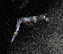  ( - ZHAK-05442)  @11 [ ] CreativeCommons Attribution Non-Commercial No Derivatives (2025) Matt Lemay Hakai Institute