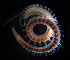  ( - BHAK-06962)  @11 [ ] CreativeCommons Attribution Non-Commercial No Derivatives (2018) Gustav Paulay Florida Museum of Natural History