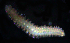  ( - BHAK-06978)  @11 [ ] CreativeCommons Attribution Non-Commercial No Derivatives (2018) Gustav Paulay Florida Museum of Natural History