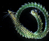  (Phyllodoce williamsi - BHAK-07603)  @11 [ ] CreativeCommons Attribution Non-Commercial No Derivatives (2018) Gustav Paulay Florida Museum of Natural History