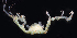  (Caprella angusta - BHAK-06579)  @11 [ ] CreativeCommons Attribution Non-Commercial No Derivatives (2018) Hakai Institute Hakai Institute
