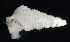  (Lirobittium munitum - BHAK-06753)  @11 [ ] CreativeCommons - Attribution No Derivatives (2018) Hakai Institute Hakai Institute