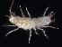  (Ianiropsis kincaidi - BHAK-06862)  @11 [ ] CreativeCommons Attribution Non-Commercial No Derivatives (2018) Hakai Institute Hakai Institute