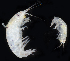  (Pontogeneia ivanovi - BHAK-06882)  @11 [ ] CreativeCommons Attribution Non-Commercial No Derivatives (2018) Hakai Institute Hakai Institute