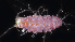  (Ianiropsis derjugini - BHAK-06957)  @11 [ ] CreativeCommons Attribution Non-Commercial No Derivatives (2018) Hakai Institute Hakai Institute