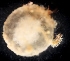  ( - BHAK-11904_2)  @11 [ ] CreativeCommons Attribution Non-Commercial No Derivatives (2019) Matt Whalen Hakai Institute