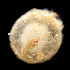  ( - BHAK-11904_2)  @11 [ ] CreativeCommons Attribution Non-Commercial No Derivatives (2019) Matt Whalen Hakai Institute