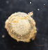  ( - BHAK-11904_2)  @11 [ ] CreativeCommons Attribution Non-Commercial No Derivatives (2019) Matt Whalen Hakai Institute