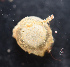  ( - BHAK-11904_2)  @11 [ ] CreativeCommons Attribution Non-Commercial No Derivatives (2019) Matt Whalen Hakai Institute
