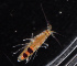  ( - BHAK-11933)  @11 [ ] CreativeCommons Attribution Non-Commercial No Derivatives (2019) Matt Whalen Hakai Institute