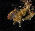  ( - BHAK-11933)  @11 [ ] CreativeCommons Attribution Non-Commercial No Derivatives (2019) Matt Whalen Hakai Institute