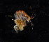  ( - BHAK-11933)  @11 [ ] CreativeCommons Attribution Non-Commercial No Derivatives (2019) Matt Whalen Hakai Institute