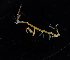  (Caprella alaskana - BHAK-11949)  @11 [ ] CreativeCommons Attribution Non-Commercial No Derivatives (2019) Matt Whalen Hakai Institute