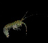  (Sunamphitoe mea - BHAK-11880)  @11 [ ] CreativeCommons Attribution Non-Commercial No Derivatives (2019) Matt Whalen Hakai Institute
