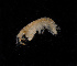  (Microjassa barnardi - BHAK-11691)  @11 [ ] CreativeCommons Attribution Non-Commercial No Derivatives (2019) Matt Whalen Hakai Institute