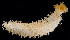  ( - BHAK-0073)  @11 [ ] CreativeCommons Attribution Non-Commercial No Derivatives (2017) Gustav Paulay Florida Museum of Natural History
