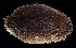 ( - BHAK-0073)  @11 [ ] CreativeCommons Attribution Non-Commercial No Derivatives (2017) Gustav Paulay Florida Museum of Natural History