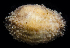  ( - BHAK-0073)  @11 [ ] CreativeCommons Attribution Non-Commercial No Derivatives (2017) Gustav Paulay Florida Museum of Natural History