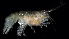  ( - BHAK-0013)  @11 [ ] CreativeCommons Attribution Non-Commercial No Derivatives (2017) Gustav Paulay Florida Museum of Natural History