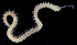  ( - BHAK-0121)  @11 [ ] CreativeCommons - Attribution No Derivatives (2017) Gustav Paulay Florida Museum of Natural History