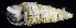  ( - BHAK0229)  @11 [ ] CreativeCommons - Attribution No Derivatives (2017) Gustav Paulay Florida Museum of Natural History