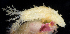  ( - BHAK310)  @11 [ ] CreativeCommons - Attribution No Derivatives (2017) Gustav Paulay Florida Museum of Natural History