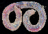  (Thoracophelia - BHAK271)  @11 [ ] CreativeCommons - Attribution No Derivatives (2017) Gustav Paulay Florida Museum of Natural History