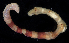  ( - BHAK290)  @11 [ ] CreativeCommons - Attribution No Derivatives (2017) Gustav Paulay Florida Museum of Natural History