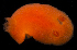  ( - BHAK3621)  @11 [ ] CreativeCommons - Attribution No Derivatives (2017) Gustav Paulay Florida Museum of Natural History