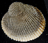  ( - BHAK0390)  @11 [ ] CreativeCommons - Attribution No Derivatives (2017) Gustav Paulay Florida Museum of Natural History