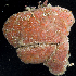  (Aplidium kottae - BHAK-0540)  @11 [ ] CreativeCommons - Attribution No Derivatives (2017) Gustav Paulay Florida Museum of Natural History