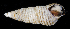  ( - BHAK0510)  @11 [ ] CreativeCommons - Attribution No Derivatives (2017) Gustav Paulay Florida Museum of Natural History