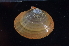  ( - BHAK0769)  @11 [ ] CreativeCommons - Attribution No Derivatives (2017) Gustav Paulay Florida Museum of Natural History